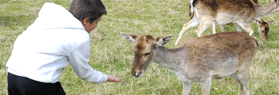 In fattoria In fattoria